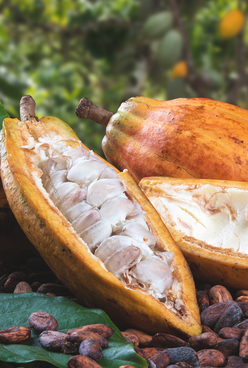cacao-plantacion